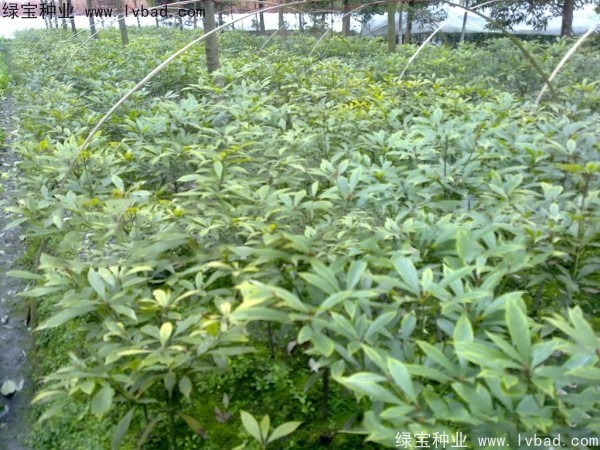 金丝<a href='https://www.lvbad.com/linmuzhongzi/2266.html' target='_blank'>楠木种子</a>