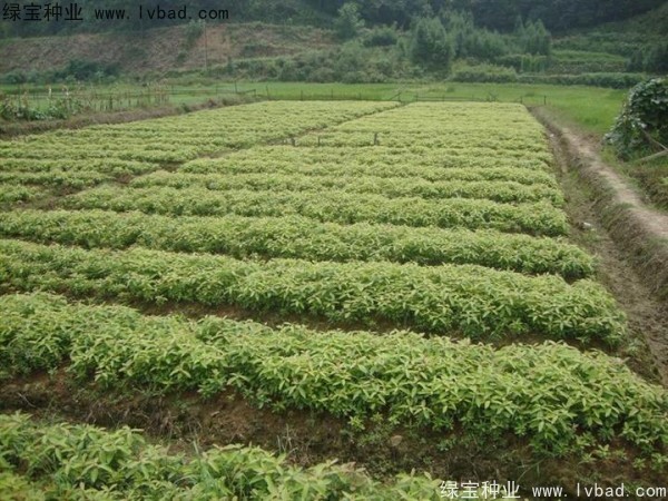 金丝<a href='https://www.lvbad.com/linmuzhongzi/2266.html' target='_blank'>楠木种子</a>
