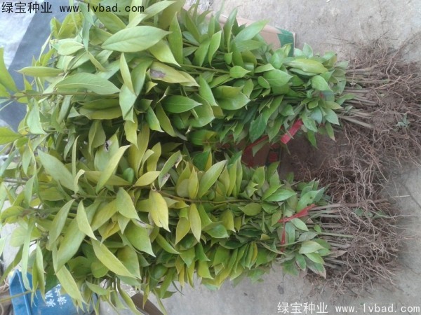 金丝<a href='https://www.lvbad.com/linmuzhongzi/2266.html' target='_blank'>楠木</a><a href='https://www.lvbad.com/' target='_blank'>种子</a>