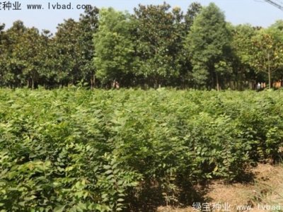 榉树种子