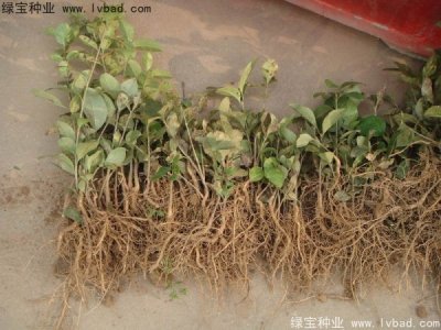 流苏种子