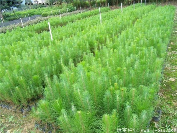 <a href='https://www.lvbad.com/linmuzhongzi/1847.html' target='_blank'>美国松种子</a>