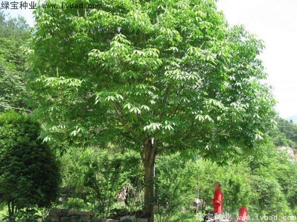 <a href='https://www.lvbad.com/linmuzhongzi/1849.html' target='_blank'>七叶树种子</a>