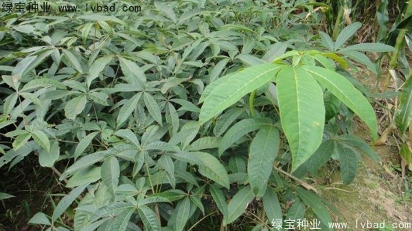 <a href='https://www.lvbad.com/linmuzhongzi/1849.html' target='_blank'>七叶树种子</a>