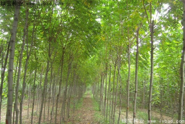 香花槐<a href='https://www.lvbad.com/' target='_blank'>种子</a>