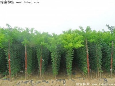 香花槐种子