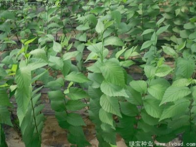 榆树种子
