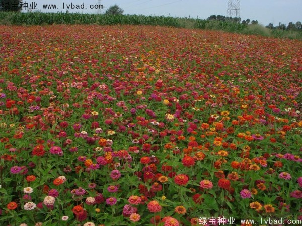 <a href='https://www.lvbad.com/caohuazhongzi/1020.html' target='_blank'>百日草种子</a>