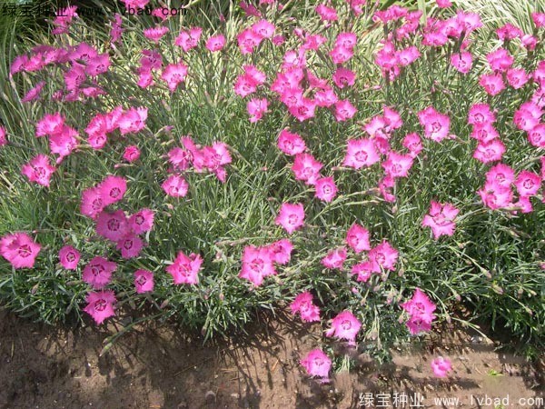 <a href='https://www.lvbad.com/caohuazhongzi/1030.html' target='_blank'>常夏石竹</a>图片