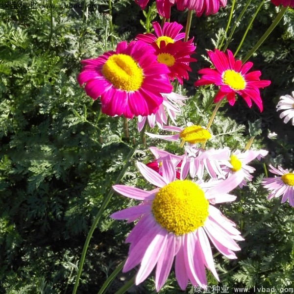 除虫菊<a href='https://www.lvbad.com/' target='_blank'>种子</a>