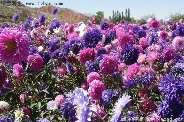 <a href='https://www.lvbad.com/caohuazhongzi/1033.html' target='_blank'>翠菊种子</a>
