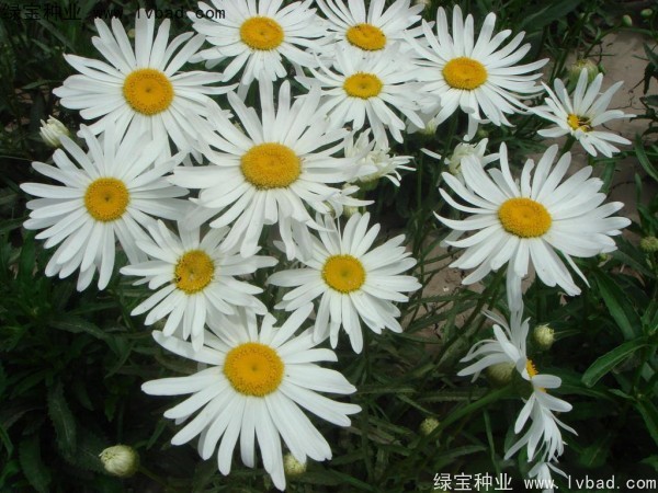 大滨菊种子图片
