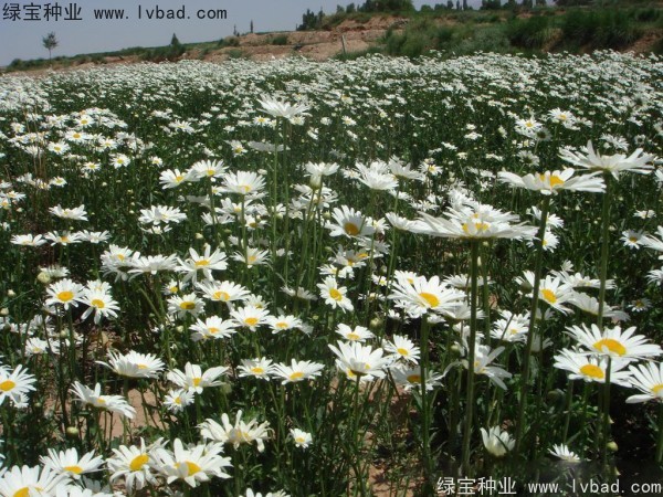 <a href='https://www.lvbad.com/caohuazhongzi/1034.html' target='_blank'>大滨菊种子</a>图片