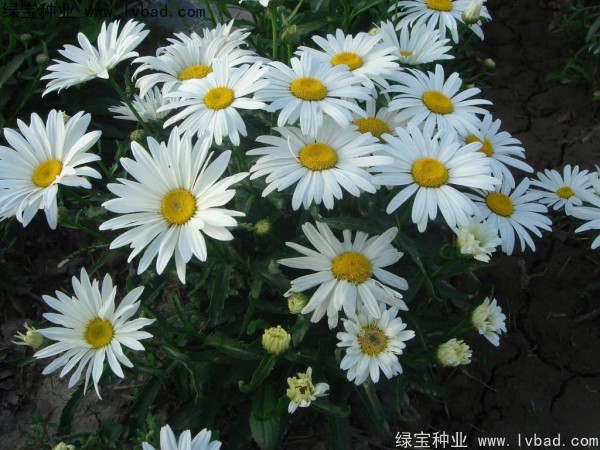 大滨菊种子图片