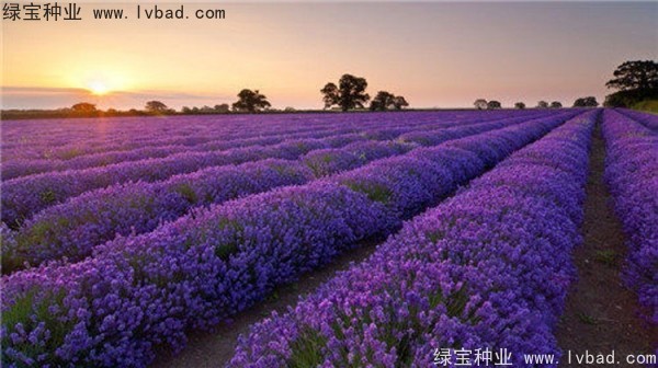 芳香<a href='https://www.lvbad.com/caohuazhongzi/1626.html' target='_blank'>鼠尾草</a>种子 芳香鼠尾草种子