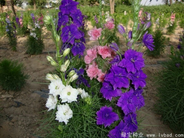 <a href='https://www.lvbad.com/caohuazhongzi/1045.html' target='_blank'>飞燕草种子</a>