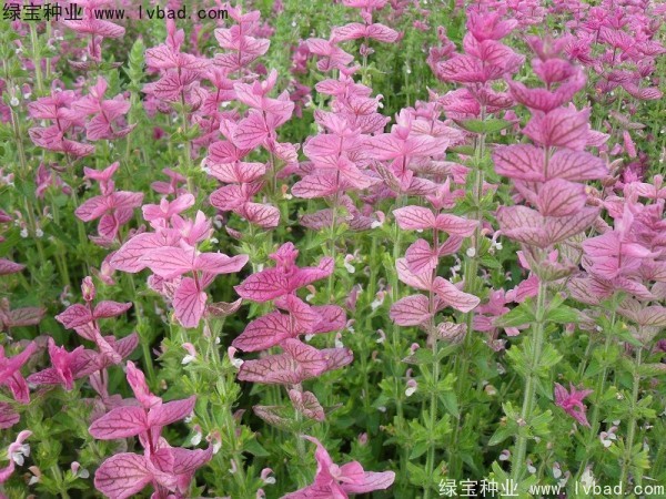 粉花鼠尾草种子 粉花鼠尾草种子