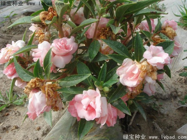 凤仙花<a href='https://www.lvbad.com/' target='_blank'>种子</a>