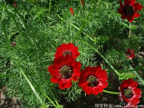<a href='https://www.lvbad.com/caohuazhongzi/1052.html' target='_blank'>福寿花种子</a>