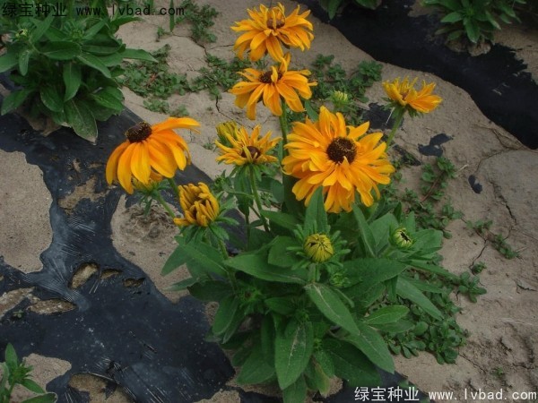 <a href='https://www.lvbad.com/caohuazhongzi/1060.html' target='_blank'>黑心菊</a><a href='https://www.lvbad.com/' target='_blank'>种子</a>