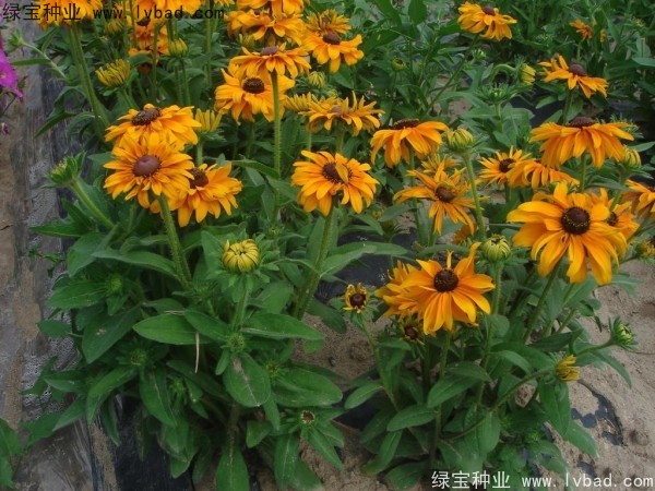 <a href='https://www.lvbad.com/caohuazhongzi/1060.html' target='_blank'>黑心菊种子</a>