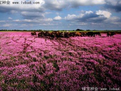红花酢浆草