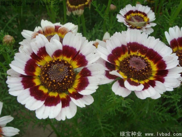 花环菊种子