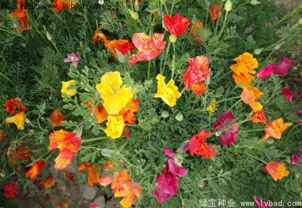 <a href='https://www.lvbad.com/caohuazhongzi/1068.html' target='_blank'>花菱草种子</a>
