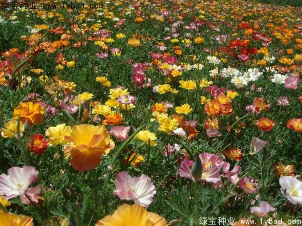 <a href='https://www.lvbad.com/caohuazhongzi/1068.html' target='_blank'>花菱草种子</a>