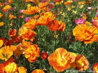 江南地区适合种植的花卉有哪些 