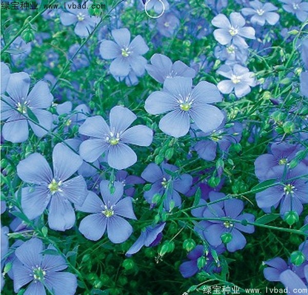 <a href='https://www.lvbad.com/caohuazhongzi/1071.html' target='_blank'>黄金亚麻种子</a>
