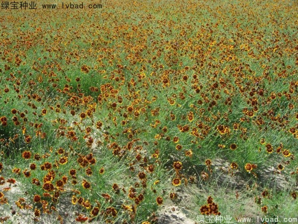 金鸡菊<a href='https://www.lvbad.com/' target='_blank'>种子</a>