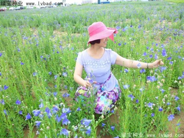 <a href='https://www.lvbad.com/caohuazhongzi/1573.html' target='_blank'>桔梗</a>图片