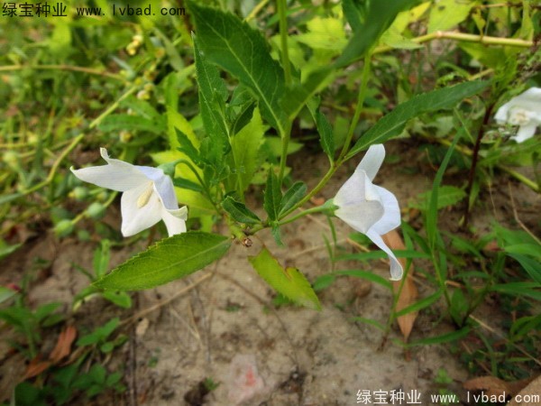 <a href='https://www.lvbad.com/caohuazhongzi/1573.html' target='_blank'>桔梗</a>图片