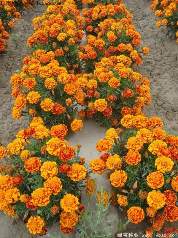孔雀草图片