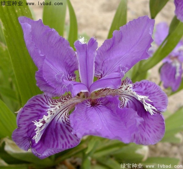 蓝花<a href='https://www.lvbad.com/caohuazhongzi/1578.html' target='_blank'>鸢尾</a>图片