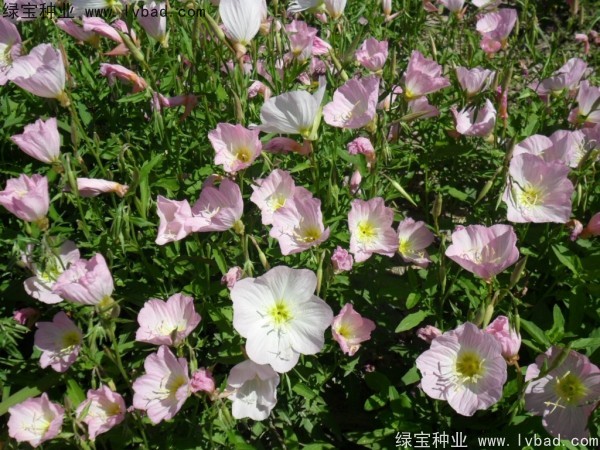 美麗月見草