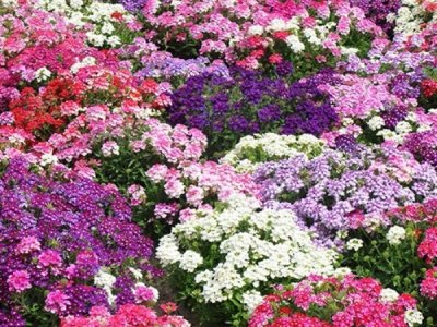 广东常见地被花卉植物有哪些？耐寒耐旱的品种