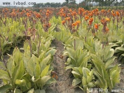 适合四川地区种植的花卉有哪些？