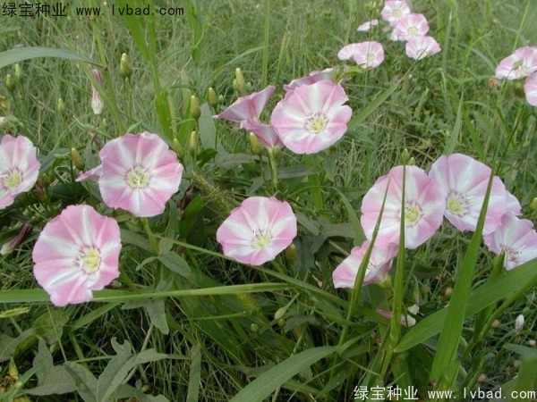 <a href='https://www.lvbad.com/caohuazhongzi/1613.html' target='_blank'>牵牛花种子</a>