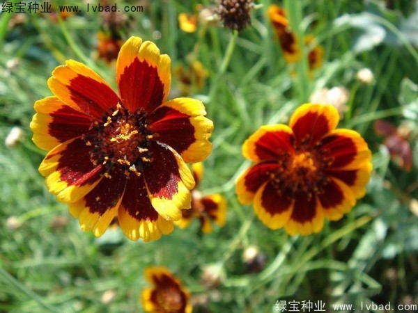 蛇目菊种子 蛇目菊种子