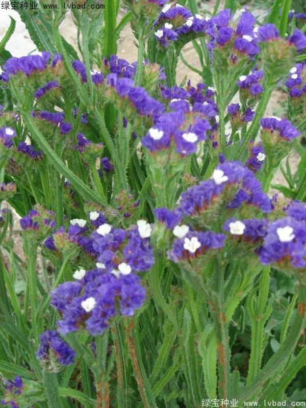 勿忘我图片 勿忘我图片