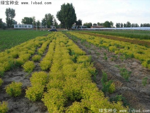 绣线菊<a href='https://www.lvbad.com/' target='_blank'>种子</a>
