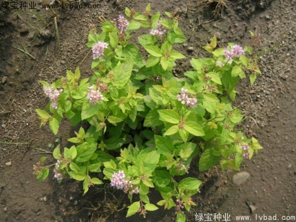 绣线菊<a href='https://www.lvbad.com/' target='_blank'>种子</a>