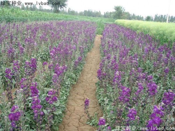 紫罗兰<a href='https://www.lvbad.com/' target='_blank'>种子</a>