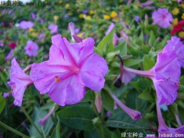 紫茉莉种子