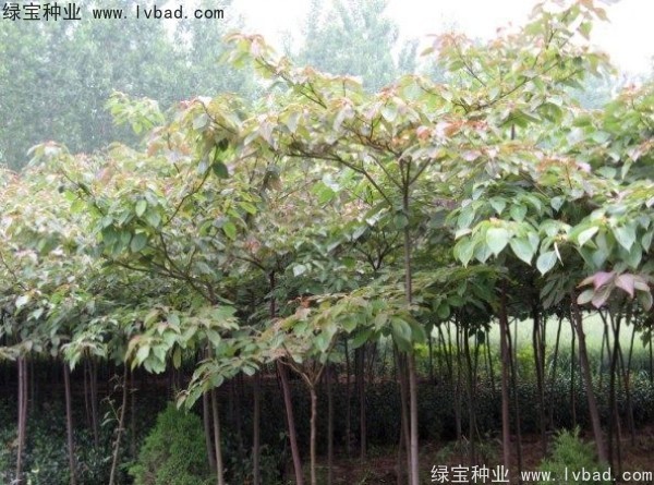 <a href='https://www.lvbad.com/linmuzhongzi/2197.html' target='_blank'>灯台树种子</a>