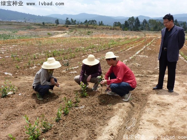 <a href='https://www.lvbad.com/linmuzhongzi/2198.html' target='_blank'>茶树种子</a>