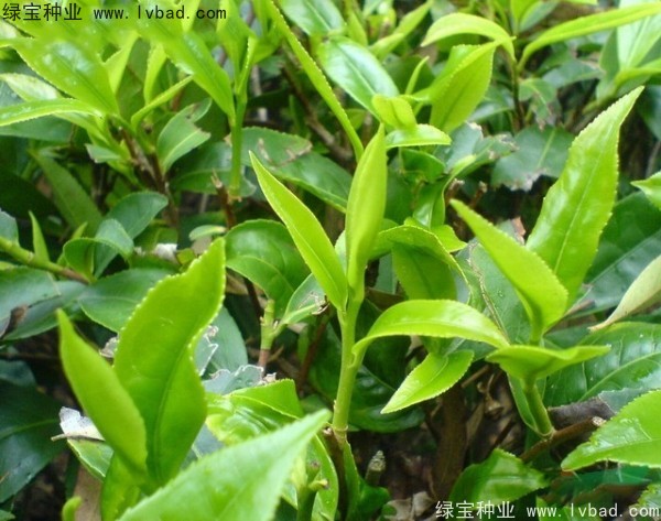 茶树种子