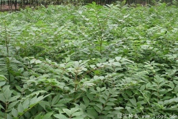 <a href='https://www.lvbad.com/linmuzhongzi/2199.html' target='_blank'>黄柏</a><a href='https://www.lvbad.com/' target='_blank'>种子</a>